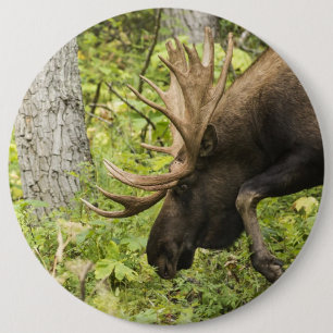 Meandering Moose Knapp