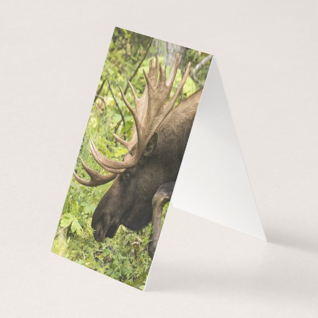 Meandering Moose Kort (Baksida)