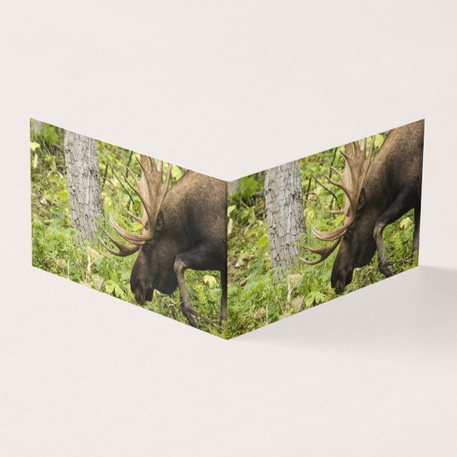 Meandering Moose Kort (Utsida)