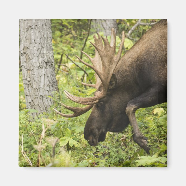 Meandering Moose Magnet (Framsidan)