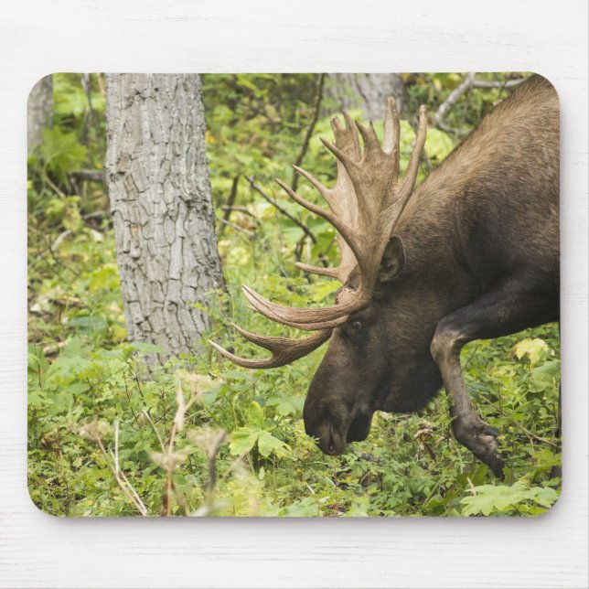 Meandering Moose Musmatta (Framsidan)