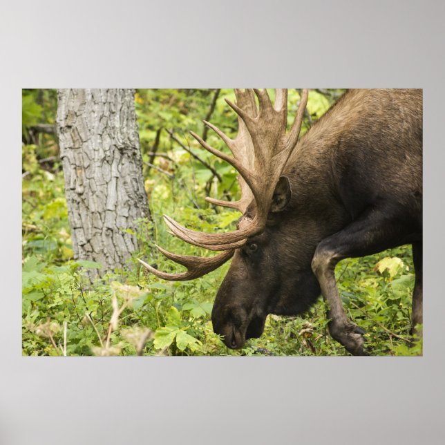 Meandering Moose Poster (Framsidan)