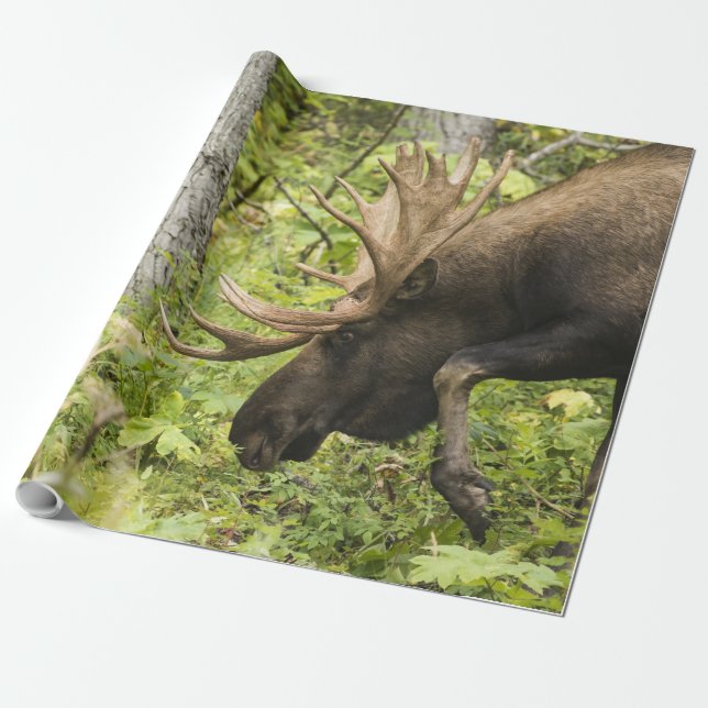 Meandering Moose Presentpapper (Utrullad)