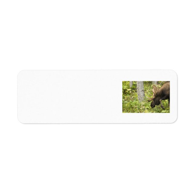 Meandering Moose Returadress Etikett (Framsidan)