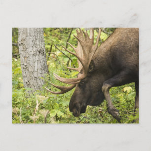 Meandering Moose Vykort
