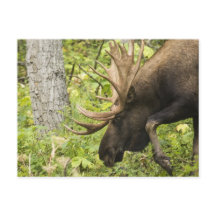 Meandering Moose