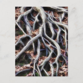 Meanga träd-rötter vykort