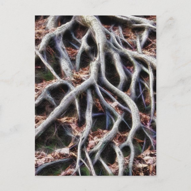 Meanga träd-rötter vykort (Framsida)