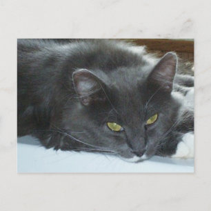 Meat Katt 8 vykort