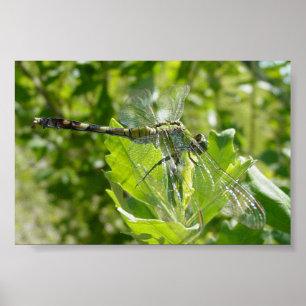 Mebourne Dragonfly Poster