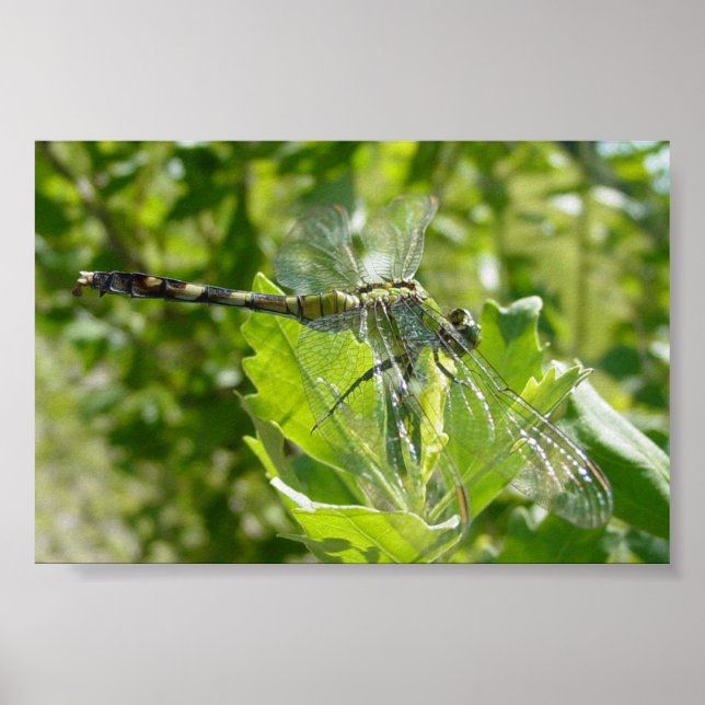 Mebourne Dragonfly Poster (Framsidan)