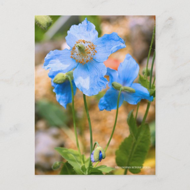 Meconopsis betonicifolia [Postcard] ポストカード Vykort (Framsida)