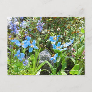 Meconopsis betonicifolia [vykort] ポ ス カ ト ー vykort