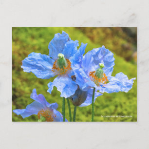 Meconopsis betonicifolia [vykort] ポ ス カ ト ー vykort