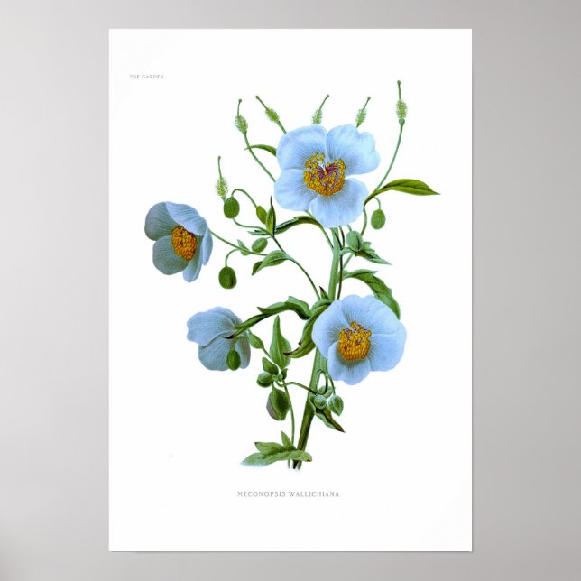 Meconopsis wallichiana (M wallichii) Poster (Framsidan)