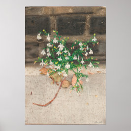 Med Lobelia Black Wall Poster