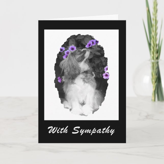 Med Sympathy Cavalier Kung Charles Card Kort (Framsida)