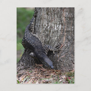 MEDBORGARE PARL QUEENSLAND AUSTRALIEN FÖR GOANNA VYKORT