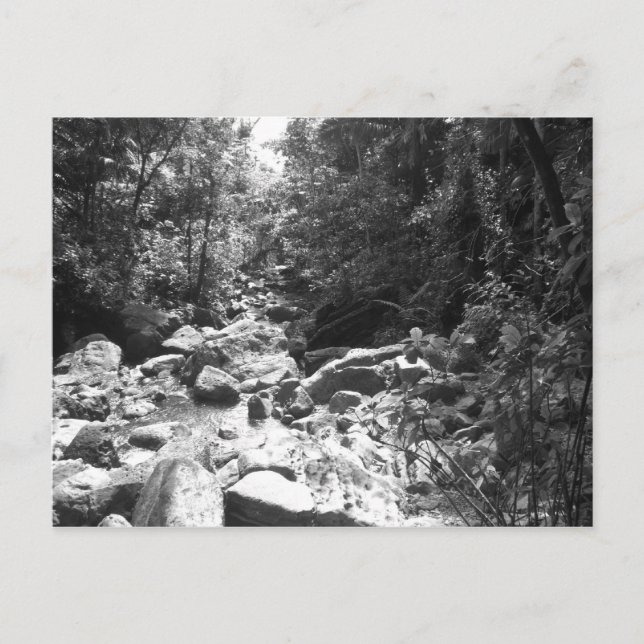 MedborgareRainforest för El Yunque Vykort (Framsida)