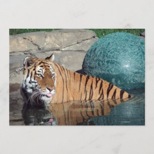 Meddelande om Anpassadet för Bengal Tiger