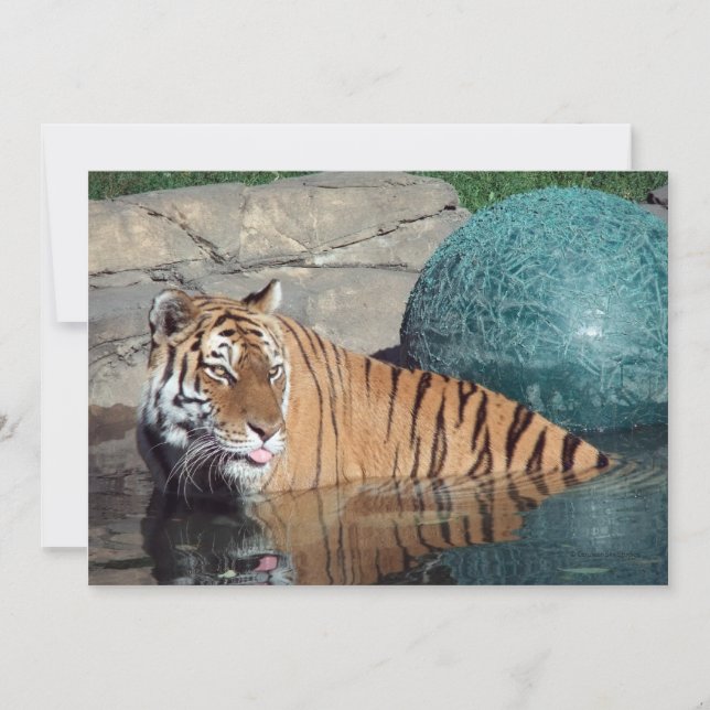 Meddelande om Anpassadet för Bengal Tiger (Framsida)