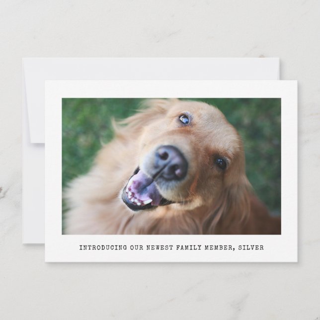 Meddelande om enkel adoption av fotoäldre Hund (Framsida)