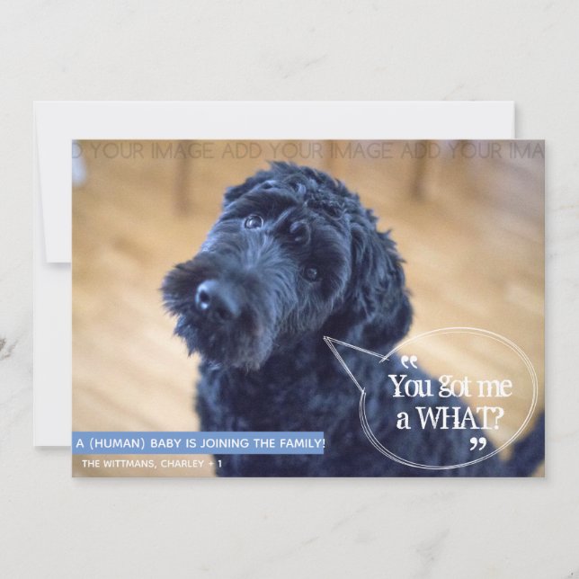 Meddelande om Graviden för Funny Pet (Human Baby) Inbjudningar (Framsida)