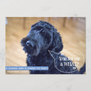 Meddelande om Graviden för Funny Pet (Human Baby) Inbjudningar