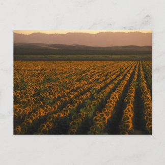 MeddockPhoto_PostCard_Art Vykort