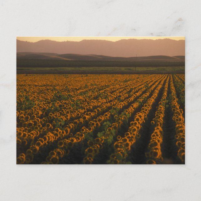 MeddockPhoto_PostCard_Art Vykort (Framsida)