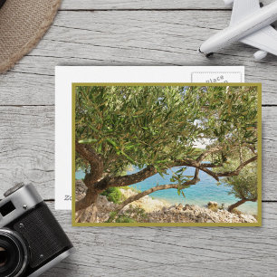Medelhavet Olive Träd Vykort