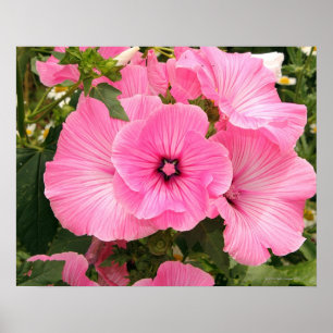 Medelhavs- årlig Mallowblomma. Lavatera Poster