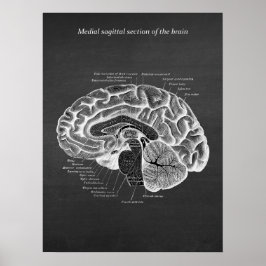 Medial sagittal del av hjärnan, tryckt nr 2 poster