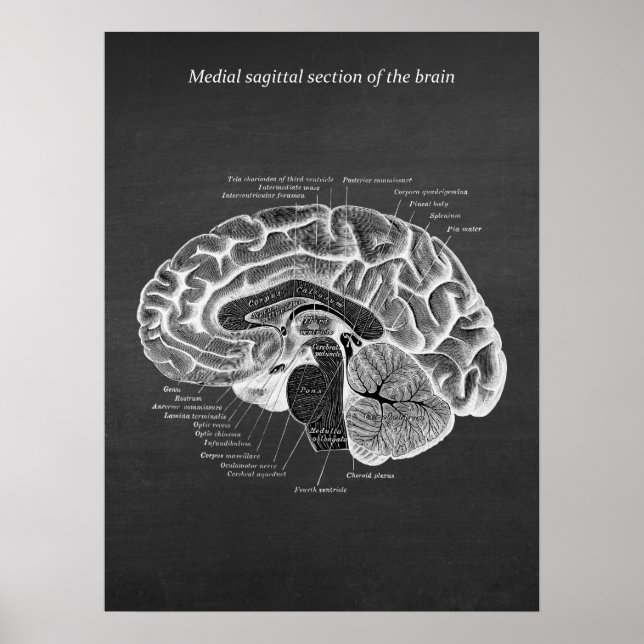 Medial sagittal del av hjärnan, tryckt nr 2 poster (Framsidan)