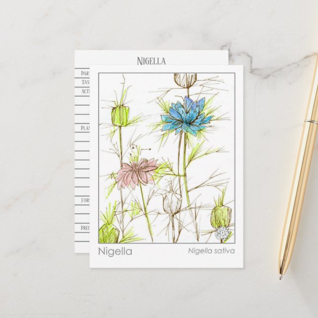 Medical Herb Study Card Nigella Wildblomma Vykort (Fram/Back In Situ)