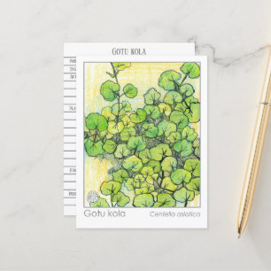 Medicinal Herb Gotu Kola Plant Herbal Studcard Vykort