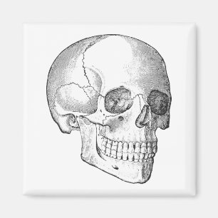 Medicinsk anatomi vintage teckning monokrom magnet