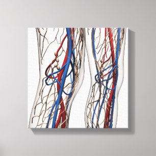 Medicinsk illustration av artärer 1 canvastryck