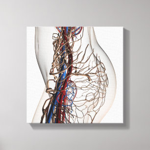 Medicinsk illustration av artärer 2 canvastryck