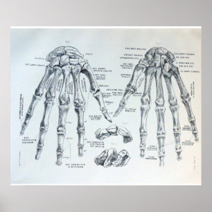 Medicinsk illustration av benen av räcka poster