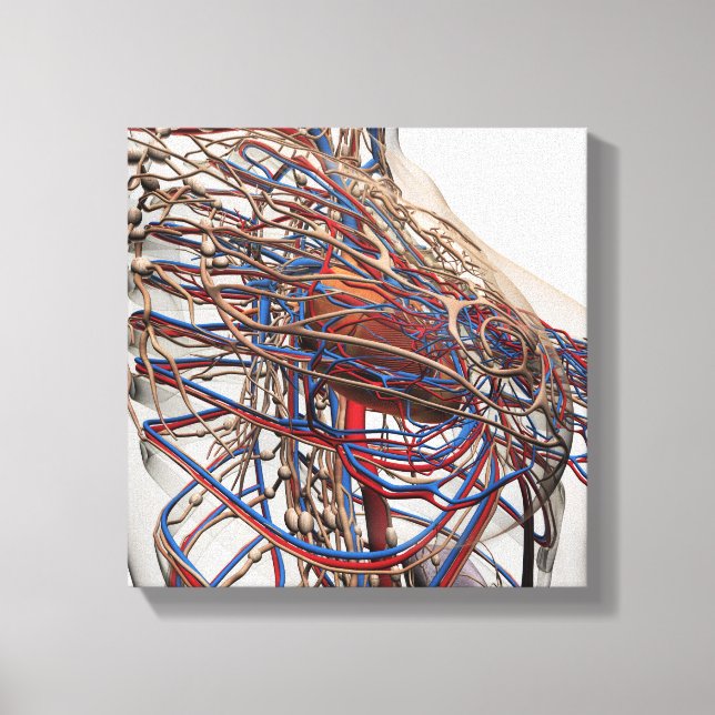 Medicinsk illustration av bröstartärer hos hondjur canvastryck (Framsida)