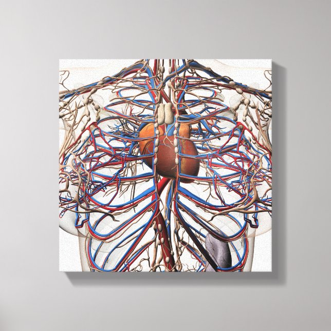 Medicinsk illustration av bröstartärer hos hondjur canvastryck (Framsida)