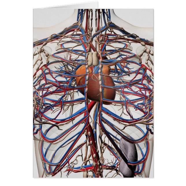 Medicinsk illustration av bröstartärer hos hondjur hälsningskort (Framsidan)