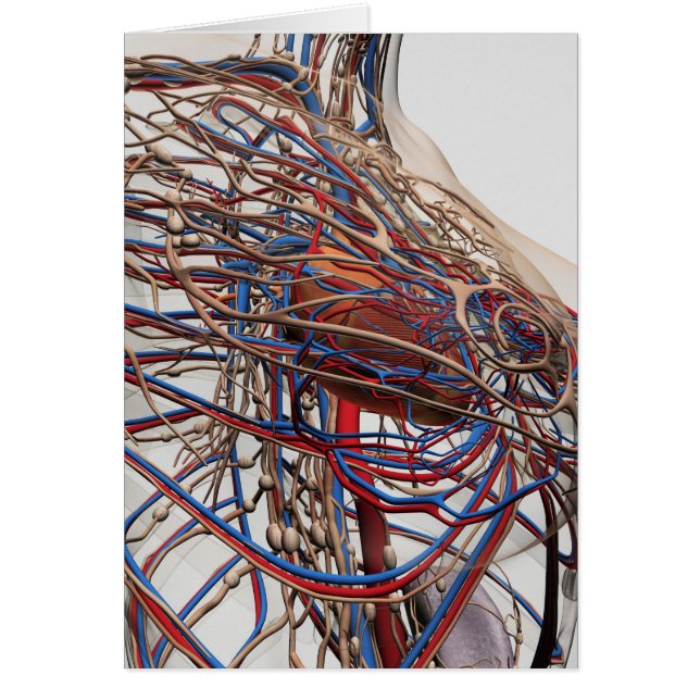 Medicinsk illustration av bröstartärer hos hondjur hälsningskort (Framsidan)