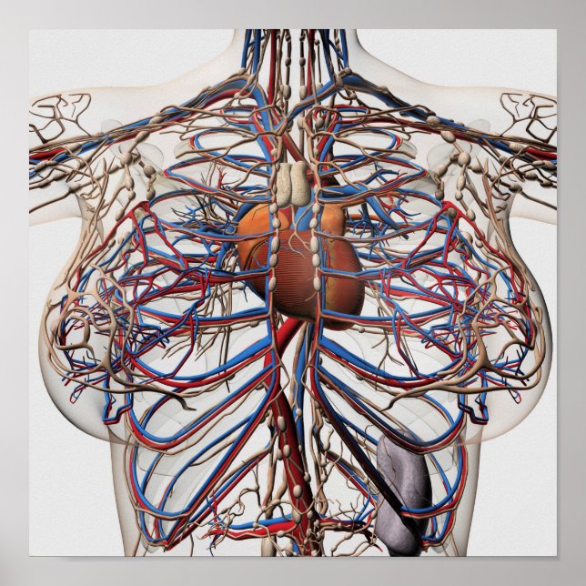 Medicinsk illustration av bröstartärer hos hondjur poster (Framsidan)