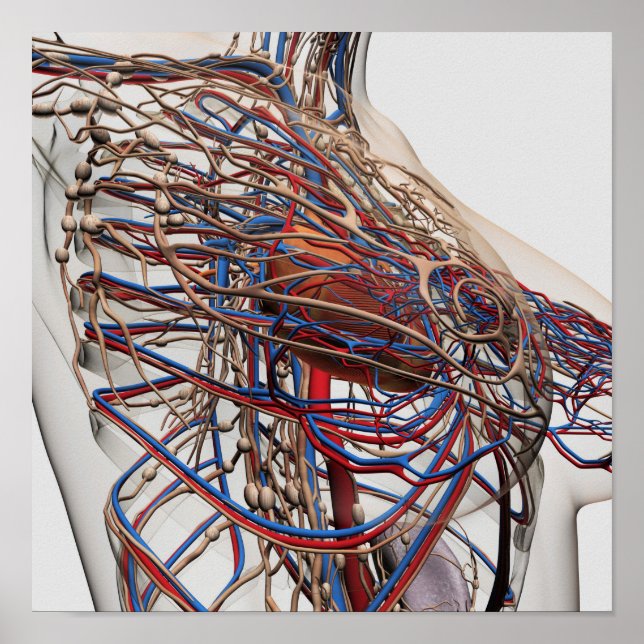 Medicinsk illustration av bröstartärer hos hondjur poster (Framsidan)