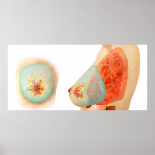 Medicinsk illustration av bröstbenet hos hondjur poster