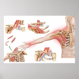 Medicinsk illustration av bröstkorgens utlopp poster