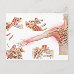 Medicinsk illustration av bröstkorgens utlopp vykort