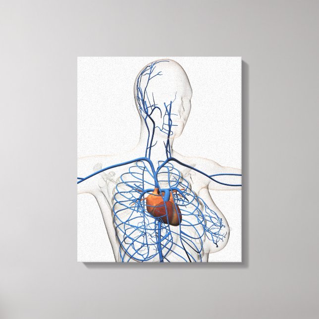 Medicinsk illustration av cirkulationssystemet canvastryck (Framsida)